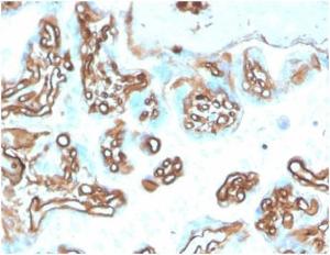 Immunohistochemical analysis of formalin-fixed, paraffin-embedded human placenta tissue using Anti-alpha II Spectrin Antibody [SPTAN1/3505]