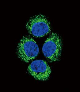 Anti-Glutaminase, Kidney Isoform, Mitochondrial Rabbit Polyclonal Antibody (FITC (Fluorescein))