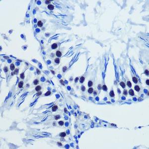 Immunohistochemistry analysis of paraffin-embedded rat testis using Anti-Brd4 Antibody (A308054) at a dilution of 1:100 (40X lens). Perform microwave antigen retrieval with 10 mM PBS buffer pH 7.2 before commencing with IHC staining protocol