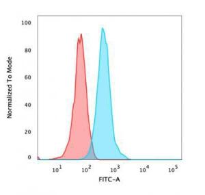 Anti-beta Catenin antibody