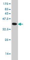 Anti-POLE2 Mouse Monoclonal Antibody [clone: 1A3]