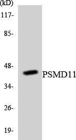 Western blot analysis of the lysates from RAW264.7 cells using Anti-PSMD11 Antibody