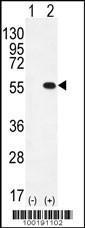 Anti-PRMT2 Rabbit Polyclonal Antibody (APC (Allophycocyanin))