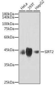 Anti-SIRT2 Rabbit Monoclonal Antibody [clone: ARC2644]