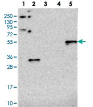 Anti-RINL Rabbit Polyclonal Antibody