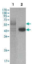 Anti-PAWR Mouse Monoclonal Antibody [clone: 3G9H7,4H12E9]