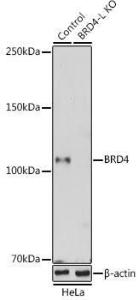 Western blot analysis of extracts from normal (control) and BRD4 knockout (KO) HeLa cells, using Anti-Brd4 Antibody (A308055) at 1:500 dilution The secondary antibody was Goat Anti-Rabbit IgG H&L Antibody (HRP) at 1:10,000 dilution Lysates/proteins were present at 25 µg per lane