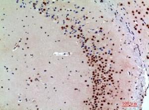 Immunohistochemical analysis of paraffin-embedded mouse brain using Anti-SNCA Antibody