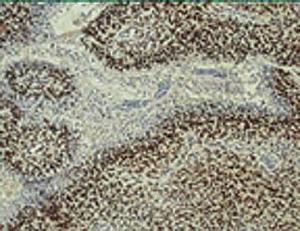 Anti-HIF-1 beta Mouse Monoclonal Antibody [clone: H1beta234]