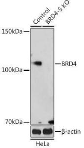 Western blot analysis of extracts from normal (control) and BRD4 Rabbit polyclonal antibody knockout (KO) HeLa cells, using Anti-Brd4 Antibody (A308056) at 1:500 dilution