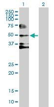 Anti-SERPIND1 Mouse Polyclonal Antibody