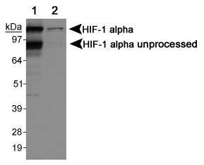 Anti-HIST4H4 Mouse monoclonal antibody unconjugated [clone: 5E10-D8]