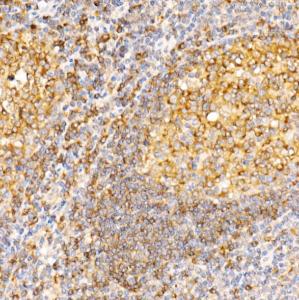 Anti-Syntaxin 7 Rabbit Polyclonal Antibody