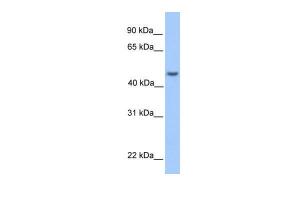 Anti-ASB6 Rabbit Polyclonal Antibody