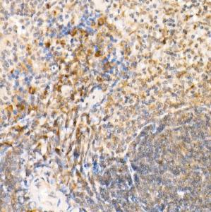 Anti-Syntaxin 7 Rabbit Polyclonal Antibody