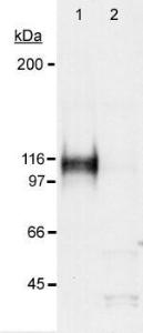 Anti-HIF1A Rabbit Polyclonal Antibody