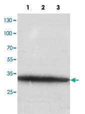 Anti-GDNF Rabbit Polyclonal Antibody