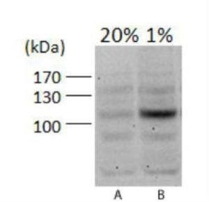 Anti-HIF1A Rabbit Polyclonal Antibody