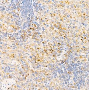 Anti-Syntaxin 7 Rabbit Polyclonal Antibody