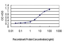 Anti-KLF11 Mouse Monoclonal Antibody [clone: 8F4]