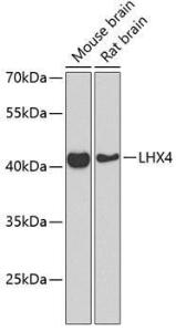 Antibody anti-LHX4 100 µl