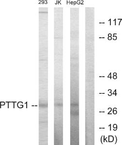 Western blot analysis of lysates from HepG Jurkat, and 293 cells using Anti-PTTG1 Antibody The right hand lane represents a negative control, where the antibody is blocked by the immunising peptide