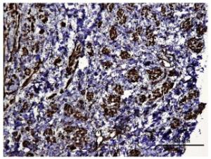 Anti-HIF1A Rabbit Polyclonal Antibody