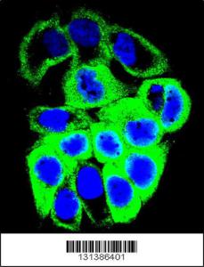 Anti-GALNS Rabbit Polyclonal Antibody (APC (Allophycocyanin))