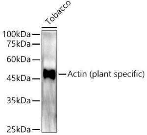 Western blot analysis of extracts of Tobacco, using Anti-Actin (phospho lant-specific) Antibody (A309564) at 1:10,000 dilution