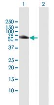 Anti-HCK Rabbit Polyclonal Antibody