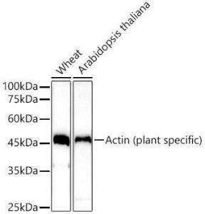 Western blot analysis of extracts of various tissues from Arabidopsis thaliana, using Anti-Actin (phospho lant-specific) Antibody (A309564) at 1:10,000 dilution