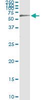 Anti-HCK Rabbit Polyclonal Antibody