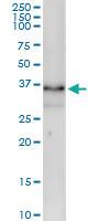 Anti-ZMAT3 Rabbit Polyclonal Antibody