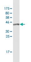 Anti-IFT20 Mouse Monoclonal Antibody [clone: 3F3]