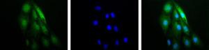 Anti-HIF1A Rabbit Polyclonal Antibody