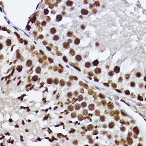 Immunohistochemistry analysis of paraffin-embedded rat testis using Anti-GTF2F2 Antibody [ARC2513] (A306881) at a dilution of 1:100 (40X lens). Perform high pressure antigen retrieval with 10 mM citrate buffer pH 6.0 before commencing with IHC staining protocol