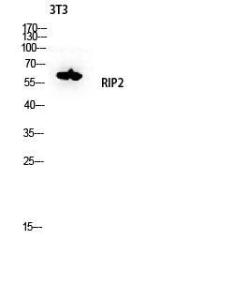 Western blot analysis of 3T3 lysis using Anti-RIPK2 Antibody