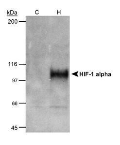 Anti-HIF1A Antibody