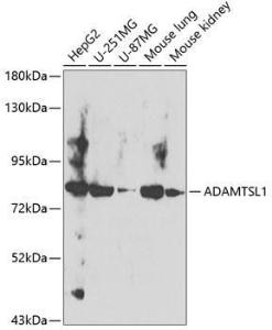 Western blot analysis of extracts of various cell lines, using Anti-ADAMTSL1 Antibody (A12205) at 1:400 dilution