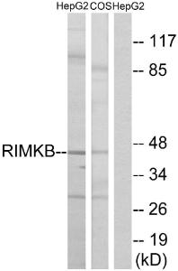 Western blot analysis of lysates from HepG2 and COS cells using Anti-RIMKB Antibody. The right hand lane represents a negative control, where the antibody is blocked by the immunising peptide.