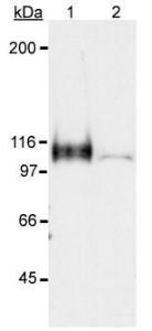 Anti-HIF1A Antibody