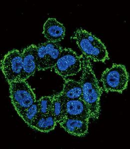 Anti-PLAU Rabbit Polyclonal Antibody (AP (Alkaline Phosphatase))