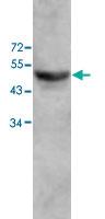 Anti-ZC3H10 Rabbit Polyclonal Antibody