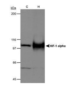 Anti-HIF1A Antibody