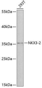 Western blot analysis of extracts of 293T cells, using Anti-NKX3-2 Antibody (A8093) at 1:3000 dilution