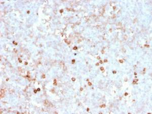 Immunohistochemical analysis of formalin-fixed, paraffin-embedded human spleen using Anti-CD14 Antibody [rLPSR/2408]