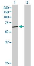 Anti-GMCL1P1 Mouse Polyclonal Antibody