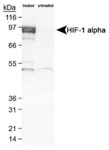 Anti-HIF1A Antibody