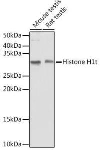 Antibody A308060-100 100 µl