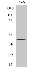 Western blot analysis of various cells using Anti-PRDM12 Antibody